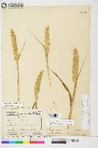 Leymus mollis subsp. mollis image