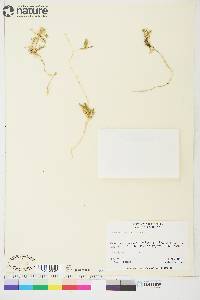Arenaria humifusa image