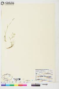 Arenaria nardifolia image