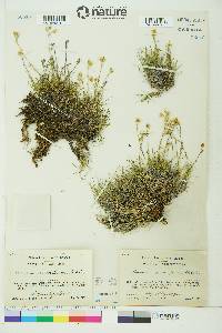 Arenaria nardifolia image