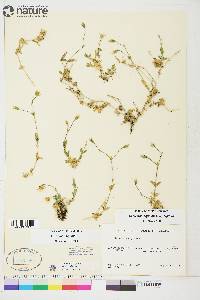 Cerastium alpinum image