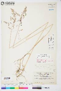 Poa pratensis subsp. alpigena image