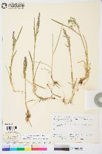 Poa pratensis subsp. alpigena image