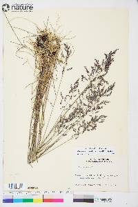 Poa alpigena image