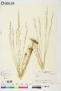 Poa nemoralis image