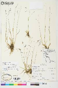 Poa paucispicula image