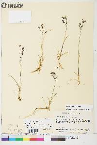 Poa paucispicula image