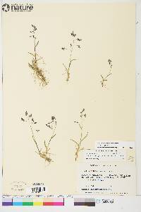 Poa paucispicula image