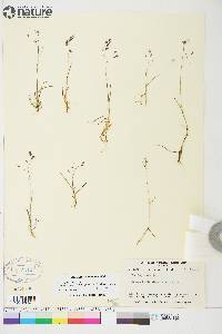 Poa paucispicula image