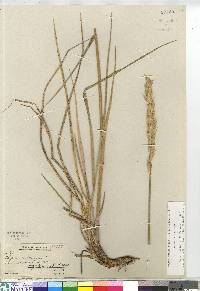 Leymus mollis subsp. mollis image