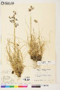 Poa porsildii image