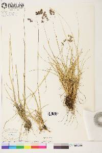 Poa porsildii image