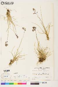 Poa porsildii image