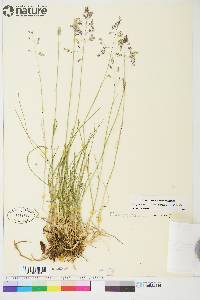 Poa pratensis subsp. alpigena image