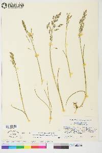 Poa pratensis subsp. alpigena image