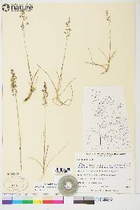 Poa pratensis subsp. alpigena image