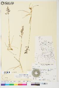 Poa pratensis subsp. alpigena image