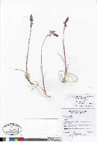 Poa pratensis subsp. alpigena image