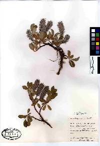 Salix arctica image