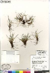 Deschampsia brevifolia image