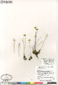 Draba simmonsii image