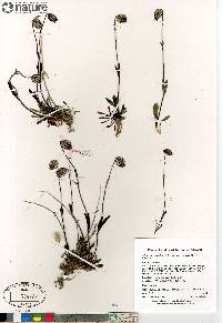 Silene uralensis image