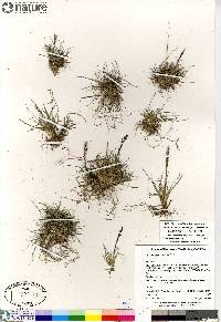 Deschampsia brevifolia image