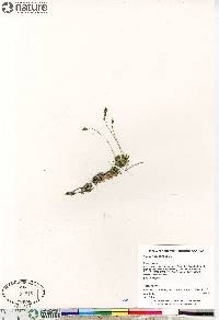 Draba lactea image