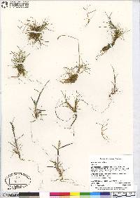 Deschampsia sukatschewii image