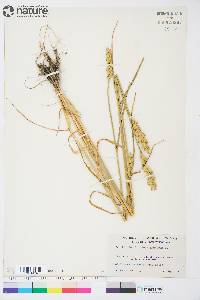 Triticum aestivum image