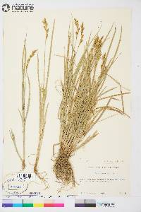 Carex foenea image