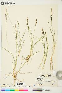 Carex bigelowii image