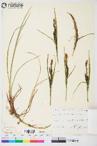 Carex aquatilis subsp. aquatilis image