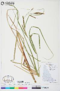 Carex aquatilis subsp. aquatilis image