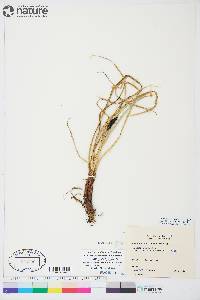 Carex aquatilis var. aquatilis image