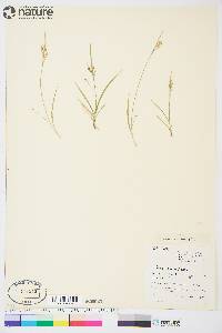 Carex aurea image