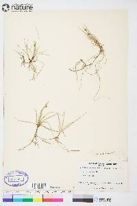 Carex aurea image