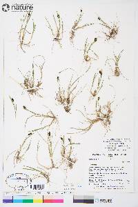 Carex bicolor image