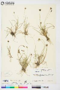 Carex bicolor image