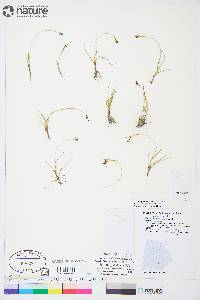 Carex bicolor image