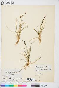 Carex speciosa image