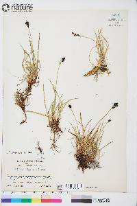 Carex consimilis image