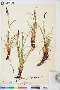 Carex consimilis image