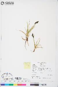 Carex bigelowii image