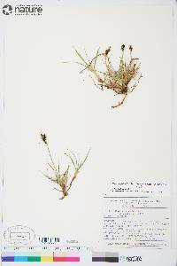 Carex bigelowii image