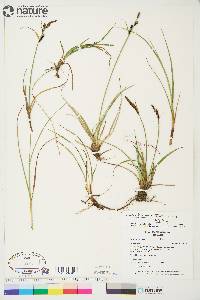 Carex bigelowii image