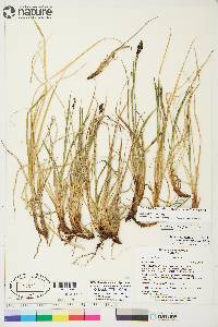 Carex bigelowii subsp. lugens image