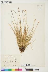 Carex lachenalii image