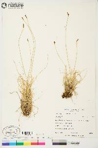 Carex lachenalii image