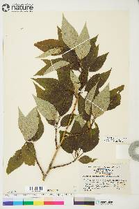 Populus balsamifera image